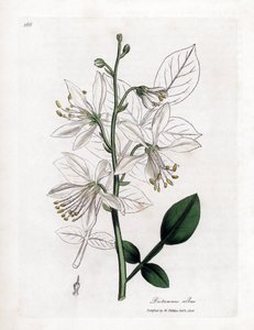 Fraxinelle - 白梣属植物，Dictamnus albus。詹姆斯-索尔比（James Sowerby）根据威廉-伍德维尔（William Woodville）和威廉-杰克逊-胡克爵士（William Jackson Hooker）的《医学植物学》绘制的植物插图所作的手工彩色铜版画，约翰-伯恩，伦敦 作者 詹姆斯·索尔比