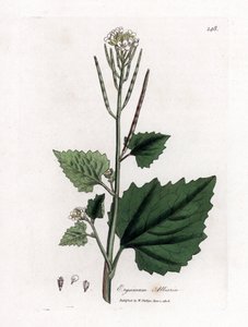 大蒜芥，Alliaria petiolata。詹姆斯-索尔比（James Sowerby）根据威廉-伍德维尔（William Woodville）和威廉-杰克逊-胡克爵士（William Jackson Hooker）的《医学植物学》绘制的植物插图所作的手工彩色铜版画，约翰-伯恩，伦敦 作者 詹姆斯·索尔比