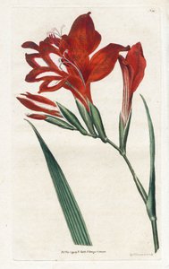 Glaieul cardinal - 詹姆斯-索尔比（1757-1822 年）的石版画，选自威廉-柯蒂斯（1746-1799 年）的《植物杂志》。 作者 詹姆斯·索尔比