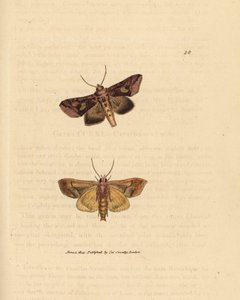 金斑蛾，Autographa bractea (Phalaena Noctua bractea)。詹姆斯-索尔比（James Sowerby）的手工彩色铜版雕刻，选自《英国杂录》，或《新奇、罕见或鲜为人知的动物题材彩色图片》。 作者 詹姆斯·索尔比