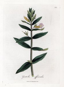 Gratiole officinale - 对冲牛膝草，Gratiola officinalis。 手绘铜版雕刻，取自詹姆斯·索尔比 (James Sowerby) 的植物插图，来自威廉·伍德维尔 (William Woodville) 和威廉·杰克逊·胡克爵士 (Sir William Jackson Hooker) 的“药用植物学”，约翰·博恩 (John Bohn)，伦敦
