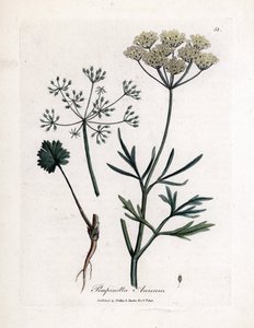 绿茴香（Pimpinella anisum）。 手绘铜版画，取自詹姆斯·索尔比 (James Sowerby) 的插图。 摘自威廉·伍德维尔 (William Woodville) 和威廉·杰克逊·胡克爵士 (Sir William Jackson Hooker) 1832 年所著的《药用植物》一书。不知疲倦的索尔比 (1757-1822) 绘制了超过