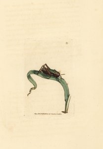 绿色蚱蜢，Omocestus viridulus (Gryllus viridulus)。 《英国杂记》中詹姆斯·索尔比 (James Sowerby) 的手绘铜版雕刻，或新的、稀有的或鲜为人知的动物主题的彩色人物。 作者 詹姆斯·索尔比