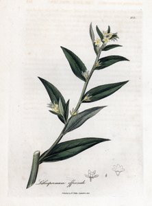 Gremil 药用或珍珠草 - Gromwell，紫草。 手绘铜版雕刻，取自詹姆斯·索尔比 (James Sowerby) 的植物插图，来自威廉·伍德维尔 (William Woodville) 和威廉·杰克逊·胡克爵士 (Sir William Jackson Hooker) 的“药用植物学”，约翰·博恩 (John Bohn)，伦敦 作者 詹姆斯·索尔比