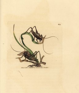 灰灌木蟋蟀，Platycleis grisea（灰刺槐，Locust grisea）。 《英国杂记》中詹姆斯·索尔比 (James Sowerby) 的手绘铜版雕刻，或新的、稀有的或鲜为人知的动物主题的彩色人物。 作者 詹姆斯·索尔比