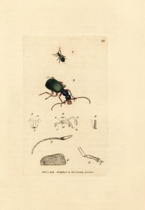 地面甲虫，Drypta dentata（金口甲虫，Carabus chrysostomos）。 《英国杂记》中詹姆斯·索尔比 (James Sowerby) 的手绘铜版雕刻，或新的、稀有的或鲜为人知的动物主题的彩色人物。 作者 詹姆斯·索尔比