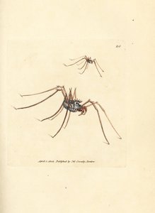 收割者蜘蛛，Megabunus diadema。詹姆斯-索尔比（James Sowerby）的手工彩色铜版雕刻，选自《英国杂录》（The British Miscellany），或《新奇、罕见或鲜为人知的动物题材的彩色图片》（Colored figures of new, rare, or little known animal subjects）。 作者 詹姆斯·索尔比