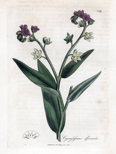 猎犬舌，Cynoglossum officinale。 手绘铜版雕刻，取自詹姆斯·索尔比 (James Sowerby) 的植物插图，来自威廉·伍德维尔 (William Woodville) 和威廉·杰克逊·胡克爵士 (Sir William Jackson Hooker) 的“药用植物学”，约翰·博恩 (John Bohn)，伦敦