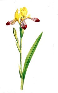 鸢尾花，约1800年（纸上铅笔水彩）。 作者 詹姆斯·索尔比