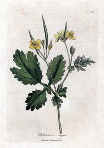 大白屈菜或大光-大白屈菜，白屈菜属majus。 手绘铜版雕刻，取自詹姆斯·索尔比 (James Sowerby) 的植物插图，来自威廉·伍德维尔 (William Woodville) 和威廉·杰克逊·胡克爵士 (Sir William Jackson Hooker) 的“药用植物学”，约翰·博恩 (John Bohn)，伦敦 作者 詹姆斯·索尔比