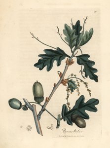 普通橡树（Quercus robur）的叶子和橡子 作者 詹姆斯·索尔比