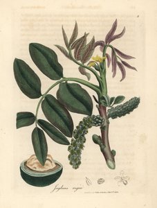 普通核桃树（Juglans regia）的叶子、黄花和坚果 作者 詹姆斯·索尔比