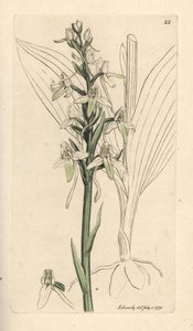 小蝴蝶兰，Platanthera bifolia (Orchis bifolia)。根据詹姆斯-史密斯的《英国植物学》中詹姆斯-索尔比的插图绘制的手工彩色铜版雕刻，伦敦 作者 詹姆斯·索尔比