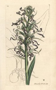 蜥蜴兰，Himantoglossum hircinum（蜥蜴兰或赭兰，Satyrium hircinum）。根据伦敦詹姆斯-史密斯的《英国植物学》中詹姆斯-索尔比的插图绘制的手工彩色铜版画。 作者 詹姆斯·索尔比
