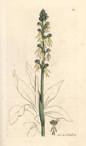 曼兰花，Orchis anthropophora（绿曼兰花，Ophrys anthropophora）。 手绘铜版雕刻，由詹姆斯·索尔比 (James Sowerby) 绘制，来自伦敦詹姆斯·史密斯英国植物学 (James Smith
