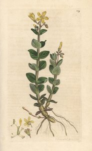 沼泽圣约翰草 (Marsh St. John