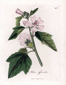 蜀葵或野生或白色紫色蜀葵，Althaea officinalis。詹姆斯-索尔比（James Sowerby）根据威廉-伍德维尔（William Woodville）和威廉-杰克逊-胡克爵士（William Jackson Hooker）的《医用植物学》绘制的植物插图，约翰-伯恩（John Bohn）、隆多（Londo）手工彩色铜版雕刻。 作者 James Sowerby