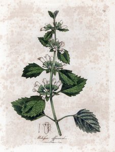 Melisse officinale 或 melisse lemongrass - 普通香膏，Melissa officinalis。詹姆斯-索尔比（James Sowerby）根据威廉-伍德维尔（William Woodville）和威廉-杰克逊-胡克爵士（William Jackson Hooker）的《医学植物学》绘制的植物插图手工彩色铜版雕刻，约翰-伯恩，伦敦 作者 詹姆斯·索尔比