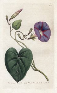 牵牛花或 Ipomee - 詹姆斯-索尔比（1757-1822 年）的石版画，选自威廉-柯蒂斯的《植物杂志》（1746-1799 年） 作者 詹姆斯·索尔比