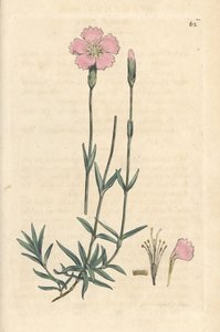 山粉红，Dianthus caesius。根据詹姆斯-史密斯的《英国植物学》中詹姆斯-索尔比的插图绘制的手工彩色铜版雕刻，伦敦 作者 詹姆斯·索尔比