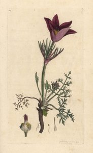 白头翁，白头翁银莲花 (白头翁) 手绘铜版雕刻，由詹姆斯·索尔比 (James Sowerby) 绘制，来自伦敦詹姆斯·史密斯英国植物学 (James Smith