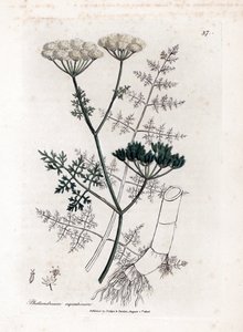 水芹 - 细叶水铁杉，水芹。 手绘铜版雕刻，取自詹姆斯·索尔比 (James Sowerby) 的植物插图，来自威廉·伍德维尔 (William Woodville) 和威廉·杰克逊·胡克爵士 (Sir William Jackson Hooker) 的“药用植物学”，约翰·博恩 (John Bohn)，伦敦