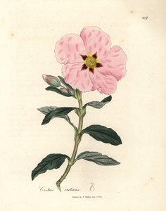 粉红色花的克里特岛岩蔷薇，Cistus creticus 作者 James Sowerby