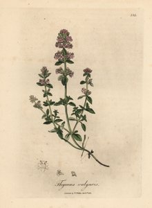 粉红花百里香，Thymus vulgaris 作者 詹姆斯·索尔比