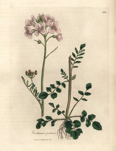 粉红色花女士罩衫或杜鹃花，碎米荠 作者 詹姆斯·索尔比