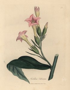 粉红花烟草植物，Nicotiana tabacum