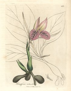 粉红花泽兰，Kaempferia rotunda 作者 詹姆斯·索尔比