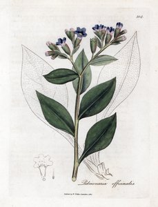 肺草（Pulmonary officinale）--肺草，Pulmonia officinalis。詹姆斯-索尔比（James Sowerby）根据威廉-伍德维尔（William Woodville）和威廉-杰克逊-胡克爵士（William Jackson Hooker）的《医学植物学》绘制的植物插图所作的手工彩色铜版画，约翰-波恩，伦敦