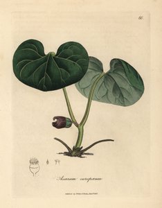 紫花蘅，又名野姜，Asarum europaeum 作者 詹姆斯·索尔比
