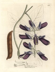 紫花牛多利科斯 (Dolichos pruriens)