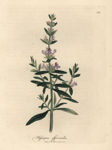 紫花牛膝草，Hyssopus officinalis 作者 詹姆斯·索尔比