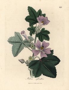 紫花锦葵，锦葵