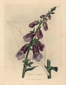 紫花地丁，Digitalis purpurea 作者 詹姆斯·索尔比