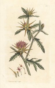紫色星蓟，Centaurea calcitrapa（半人马座掀背车、Centauree etoilee 或星蓟）手绘铜板雕刻，由詹姆斯·索尔比 (James Sowerby) 绘制，来自伦敦詹姆斯·史密斯英国植物学 (James Smith