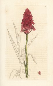 金字塔兰，Anacamptis pyramidalis（金字塔兰，Orchis pyramidalis）。根据伦敦詹姆斯-史密斯的《英国植物学》中詹姆斯-索尔比的插图绘制的手工彩色铜版画。 作者 詹姆斯·索尔比