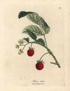 长满成熟果实和黄色花朵的覆盆子树丛，Rubus idaeus 作者 詹姆斯·索尔比