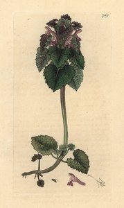 Red deadnettle, Lamium purpureum 根据 James Sowerby 为 James Smith 的《英国植物学》绘制的图画绘制的手工彩色铜版雕刻 作者 詹姆斯·索尔比