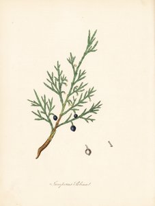 刺柏--普通刺柏或刺柏，刺柏属。摘自詹姆斯-索尔比的插图，出自威廉-伍德维尔和威廉-杰克逊-胡克爵士的《医学植物学》。C. Chabot 绘制的手绘锌版画，由 M. A. Burnett 小姐根据桧树的叶子绘制。