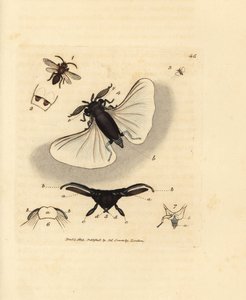 沙蜂寄生虫，Stylops melittae。 《英国杂记》中詹姆斯·索尔比 (James Sowerby) 的手绘铜版雕刻，或新的、稀有的或鲜为人知的动物主题的彩色人物。 作者 詹姆斯·索尔比