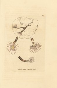 带有深红色触须的沙虫，Amphitrite rosea。詹姆斯-索尔比（James Sowerby）的手工彩色铜版雕刻，选自《英国杂录》，或《新奇、罕见或鲜为人知的动物彩色图片》。 作者 詹姆斯·索尔比