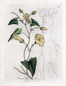 Scamonee - Scammony 旋花，旋花属斯卡莫尼亚。 手绘铜版雕刻，取自詹姆斯·索尔比 (James Sowerby) 的植物插图，来自威廉·伍德维尔 (William Woodville) 和威廉·杰克逊·胡克爵士 (Sir William Jackson Hooker) 的“药用植物学”，约翰·博恩 (John Bohn)，伦敦 作者 詹姆斯·索尔比
