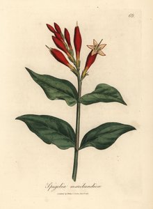 绯红花印度粉，Spigelia marilandica 作者 詹姆斯·索尔比