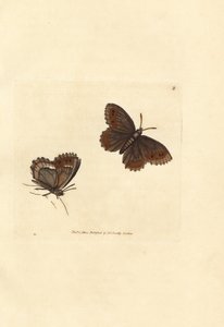 苏格兰阿格斯蝴蝶，Erebia aethiops (Papilio blandina)。詹姆斯-索尔比（James Sowerby）的手工彩色铜版雕刻，选自《英国杂录》，或《新奇、罕见或鲜为人知的动物题材彩色图片》。 作者 詹姆斯·索尔比