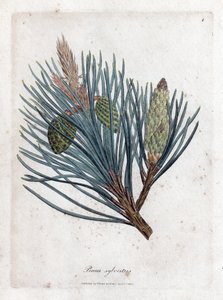 苏格兰松--苏格兰冷杉或苏格兰松，Pinus sylvestris。詹姆斯-索尔比（James Sowerby）根据威廉-伍德维尔（William Woodville）和威廉-杰克逊-胡克爵士（William Jackson Hooker）的《医学植物学》绘制的植物插图所作的手工彩色铜版画，约翰-伯恩，伦敦