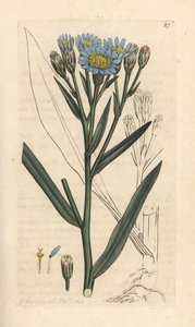 海紫菀，Tripoliium pannonicum subsp. tripolium（Sea starwort、Aster tripolium）（Aster Maritime）手绘铜版雕刻，由詹姆斯·索尔比（James Sowerby）绘制，来自伦敦詹姆斯·史密斯英国植物学研究所 作者 詹姆斯·索尔比