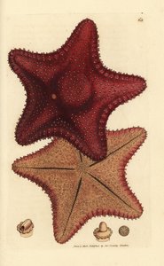 海星或海星，Hippasteria phrygiana（Asterias equestris？）詹姆斯-索尔比（James Sowerby）的手工彩色铜版雕刻，选自《英国杂录》，或《新奇、罕见或鲜为人知的动物题材彩色图片》。 作者 詹姆斯·索尔比
